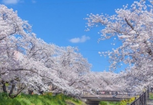 五条川の桜